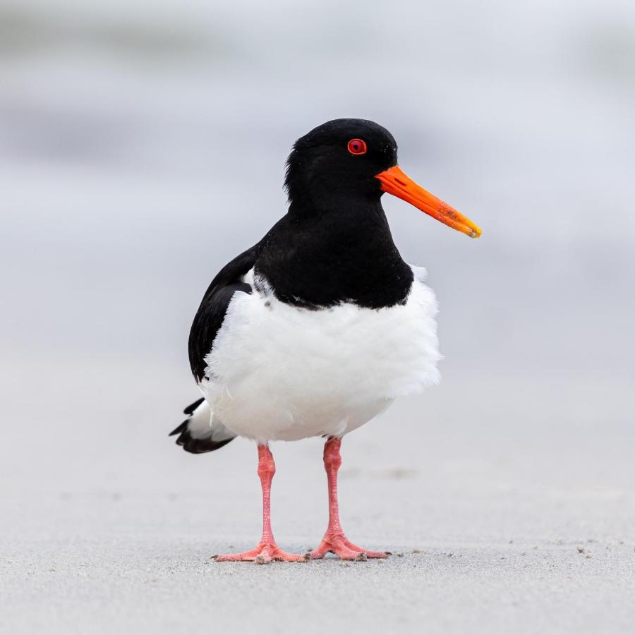The Oystercatcher At The Bay, Filey Extérieur photo